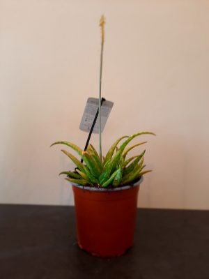 Aloe Lemon Drops 15cm Pot