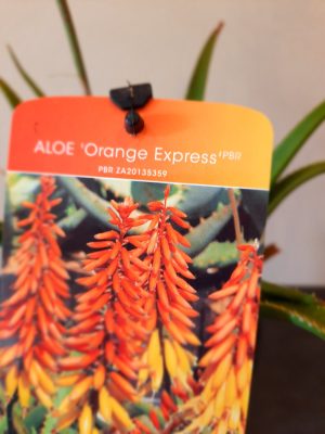 Aloe Orange Express 15cm Pot - Image 2