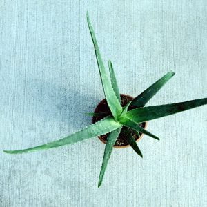 Aloe Vera 5lt