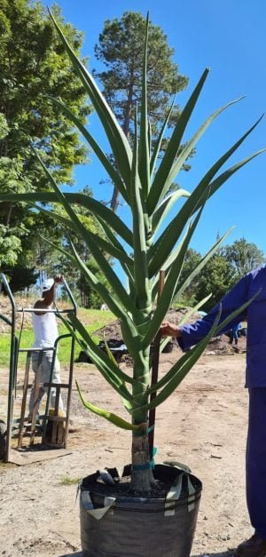 Aloe Barberae 70lt - Image 2