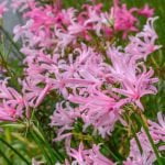 Amarine - Assorted Pink Bulbs