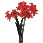Amaryllis Sonata Double - "Fanfare" Bulbs