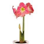 Amaryllis Sonata Single - "Amalfi" Bulbs