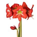 Amaryllis Sonata Single - "Christmas Star" Bulbs
