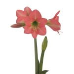Amaryllis Sonatini - "Bella Rosa" Bulbs