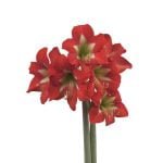 Amaryllis Sonatini - "Bright Spark" Bulbs