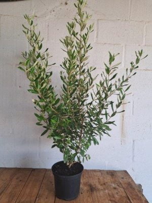 Anastrabe Integerrima 21cm Pot