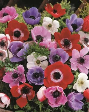 Anemone Single - Mixed Bulbs