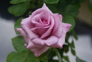 Arctic Ice Hybrid Tea Rose 5lt