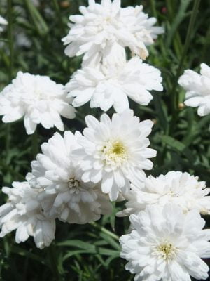 Argyranthemum 'Sassy Double White' TM & PBR 15cm Pot