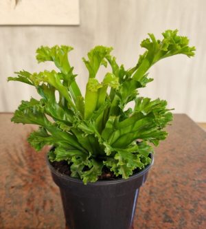 Asplenium Leslie 14cm Pot