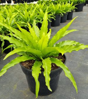 Asplenium Victoria 26cm Pot