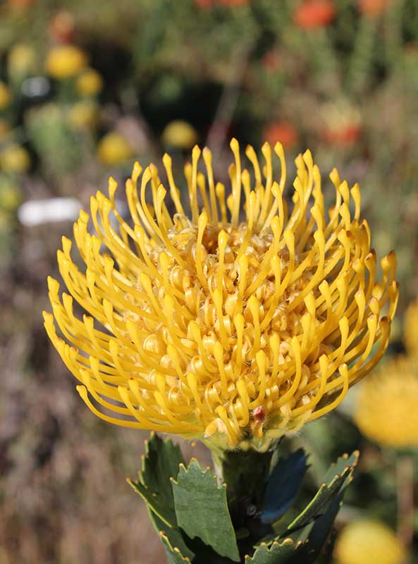 Leucospermum Ayoba Yellow (pincushion) 15cm Pot