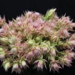Serruria Ayoba® Evening Star 15cm Pot