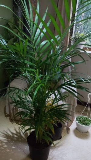 Areca Palm 25cm Pot (Bamboo Palm)