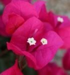 Arnelia Bougainvillea Barbara Karst 22cm Pot