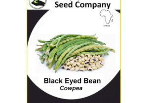 Black Eyed Bean (Cowpea) Seeds