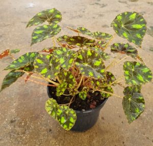 Begonia Bowerae Tiger 14cm Pot