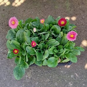 Bellis Perennis Mix 6 Pack