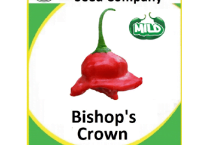 Bishops Crown Seeds