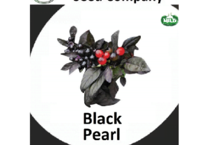 Black Pearl Chilli Seeds