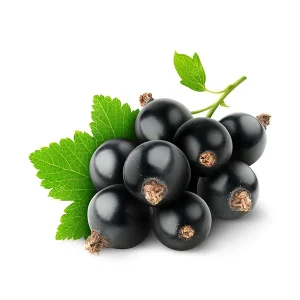 Black Currant