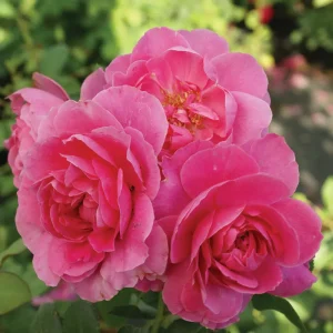 Blossom Magic Climbing Rose 5lt