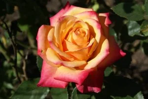 Bonfire SPEonfi Hybrid Tea Rose 5lt