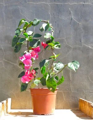 Bougainvillea 'Barbara Karst' 10lt