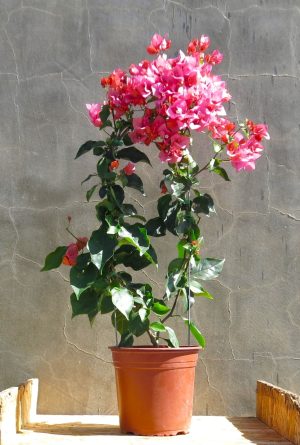 Bougainvillea Blondie 10lt