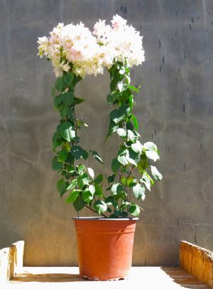 Bougainvillea Bridal Bouquet 10lt