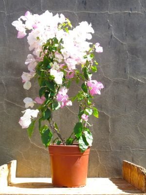 Bougainvillea Coconut Ice 10lt