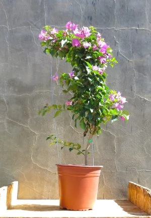 Bougainvillea Cypherii 10lt