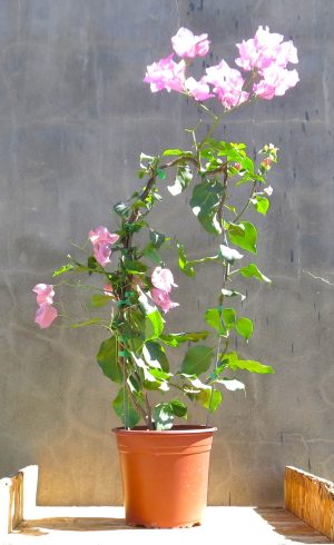 Bougainvillea Donyo 10lt