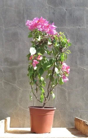 Bougainvillea Indian Flame 10lt