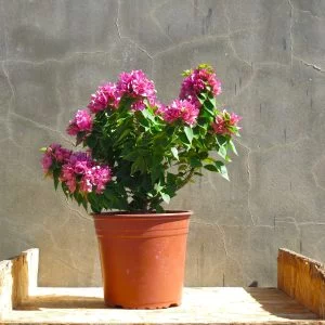 Bougainvillea Smarty Pants 10lt