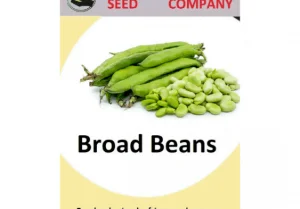 Broad Bean Seeds