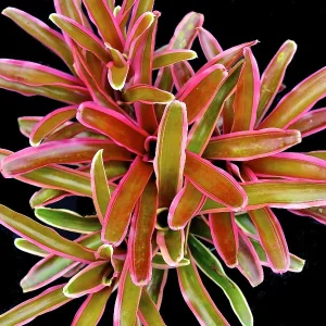 Bromeliad Donger 16cm Hanging Basket