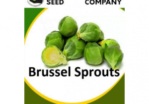 Brussel Sprouts Long Island Seeds