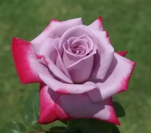 Burning Sky Hybrid Tea Rose 5lt