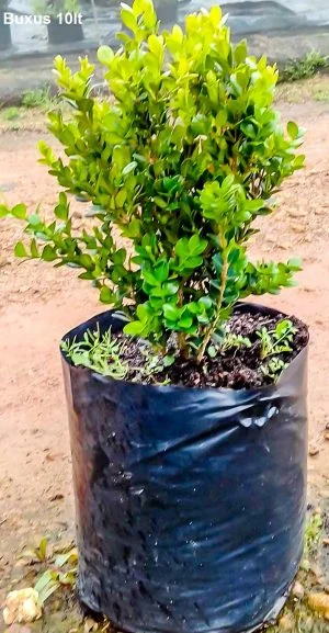 Buxus 10lt