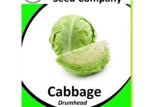 Cabbage Drumhead Seeds