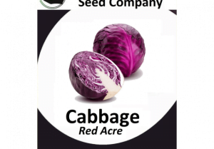 Cabbage Red Acre Seeds