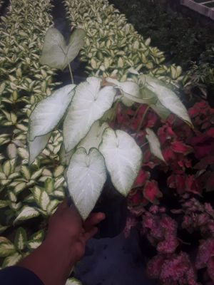 Caladium Candidum 14cm Pot