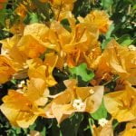 Arnelia Bougainvillea California Gold 22cm Pot