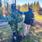 Camellia Japonica Black Lace 70lt