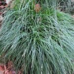 Carex China Blue 15cm Pot