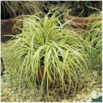 Carex Evergold 15cm Pot