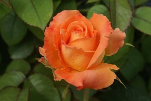 Caribbean Hybrid Tea Rose 5lt