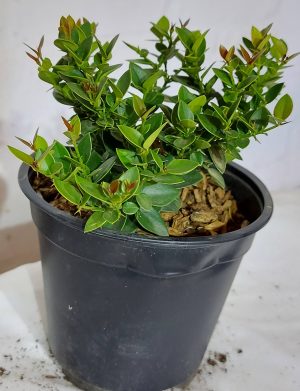 Carissa Macrocarpa Green Carpet 12cm Pot